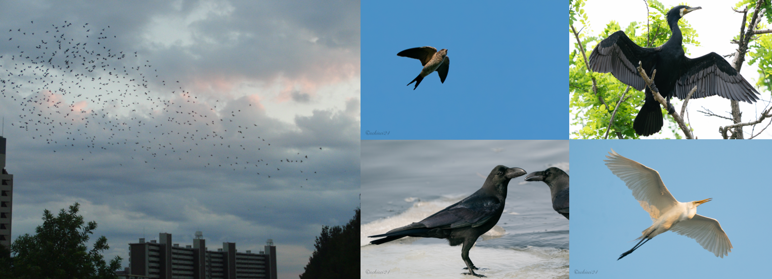 鳥の写真